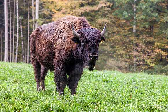 Kogelhof_Bisonzucht_(c)_Nadja Meister_IMG_1587