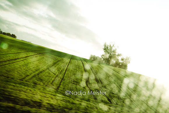 Wiese_by_Nadja Meister_IMG_8525