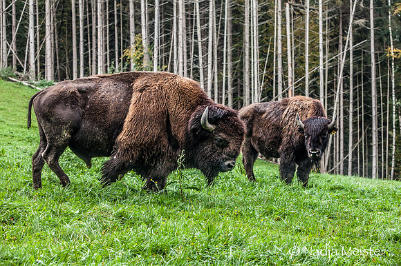 Kogelhof_Bisonzucht_(c)_Nadja Meister_IMG_1583