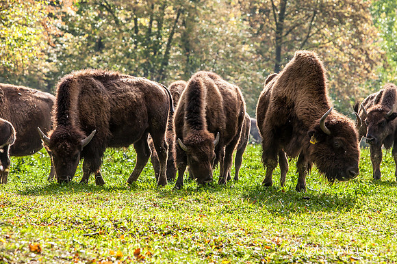 Kogelhof_Bisonzucht_(c)_Nadja Meister_IMG_1699