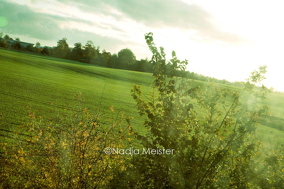 Wiese_by_Nadja Meister_IMG_8523