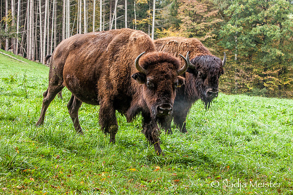Kogelhof_Bisonzucht_(c)_Nadja Meister_IMG_1601