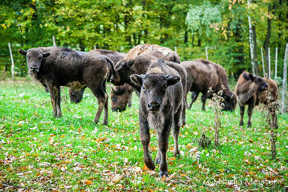 Kogelhof_Bisonzucht_(c)_Nadja Meister_IMG_1653