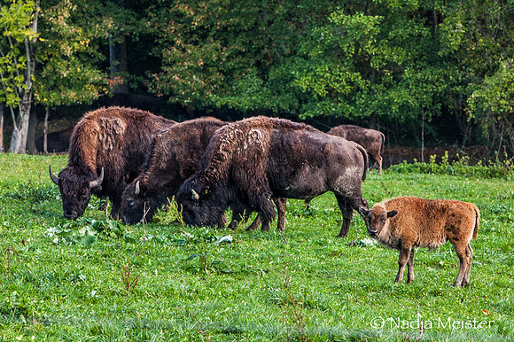 Kogelhof_Bisonzucht_(c)_Nadja Meister_IMG_1507