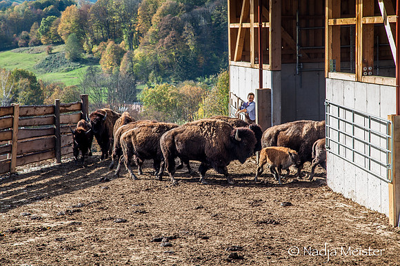 Kogelhof_Bisonzucht_(c)_Nadja Meister_IMG_2307
