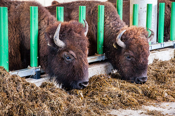 Kogelhof_Bisonzucht_(c)_Nadja Meister_IMG_2321