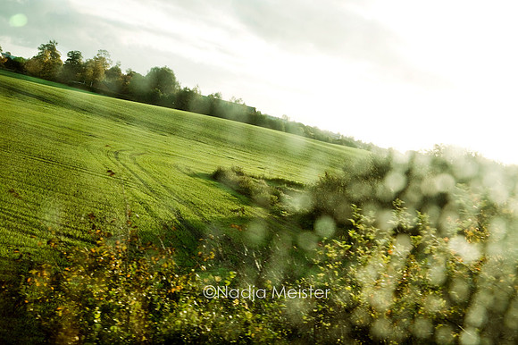 Wiese_by_Nadja Meister_IMG_8524