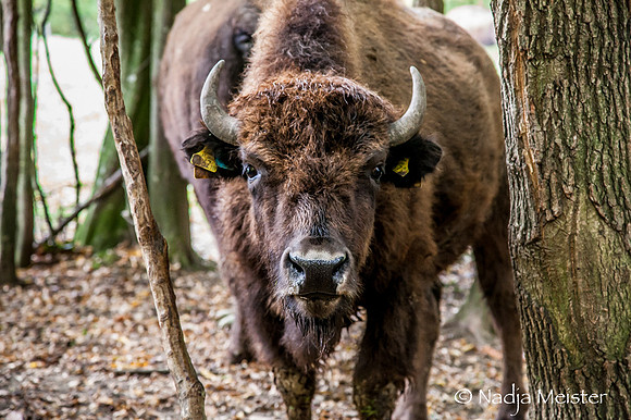 Kogelhof_Bisonzucht_(c)_Nadja Meister_IMG_1645
