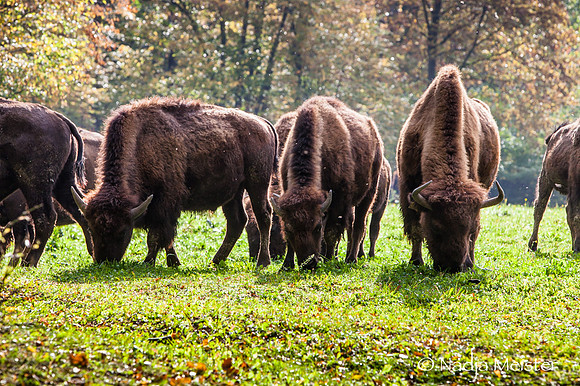 Kogelhof_Bisonzucht_(c)_Nadja Meister_IMG_1698