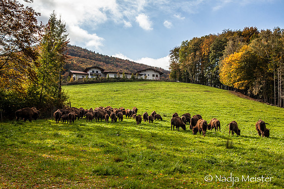 Kogelhof_Bisonzucht_(c)_Nadja Meister_IMG_1702