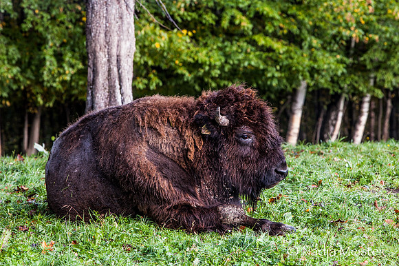 Kogelhof_Bisonzucht_(c)_Nadja Meister_IMG_1409