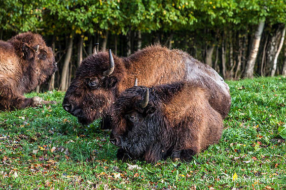 Kogelhof_Bisonzucht_(c)_Nadja Meister_IMG_1394