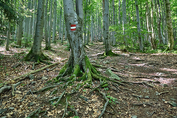 Wanderung Schöpfl_(c)_Nadja Meister_IMG_9374