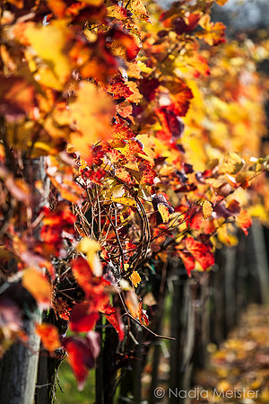 Landpartie WAGRAM_Blattgold&Blattrot_(c)_Nadja Meister_IMG_7208
