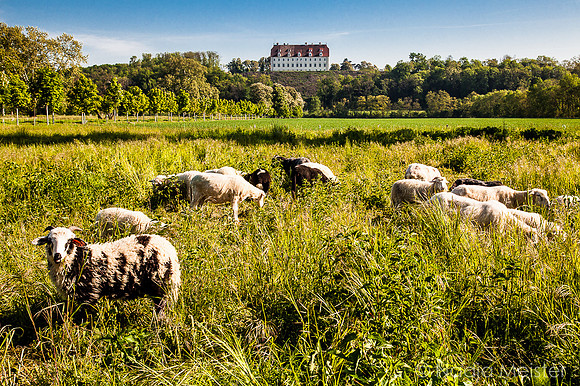 Landpartie WAGRAM_Stetteldorf Schloss&Platane_(c)_Nadja Meister_IMG_9341