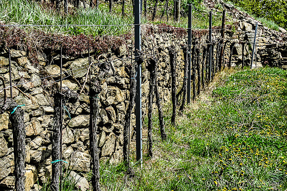 Weißenkirchen_by_Nadja Meister_IMG_6257