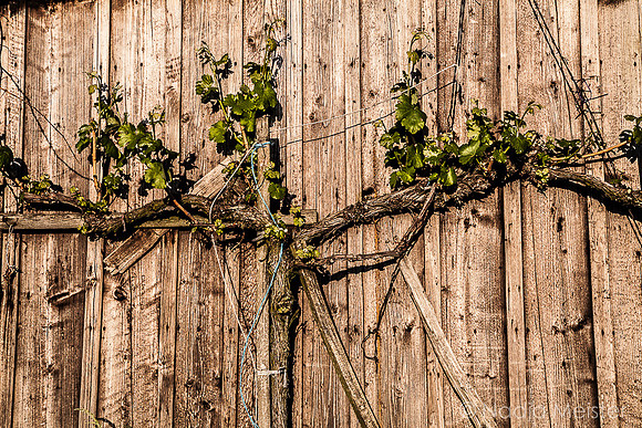 Kellegasse Wagram_by_Nadja Meister_IMG_9920