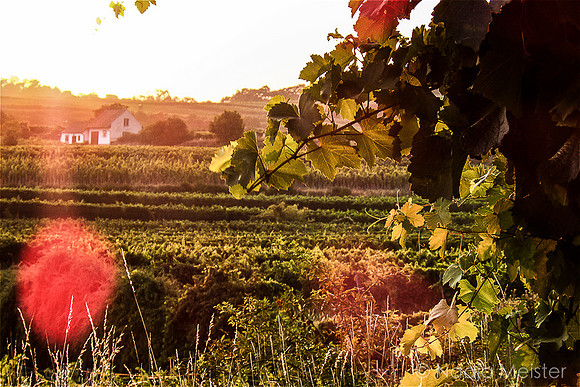 Weinberg Wagram_by_Nadja Meister_IMG_1247