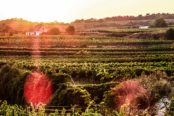 Weinberg Wagram_by_Nadja Meister_IMG_1266