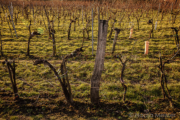 Weinberg Wagram_by_Nadja Meister_IMG_9617