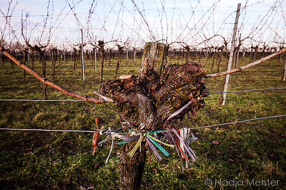 Weinberg Wagram_by_Nadja Meister_IMG_9636