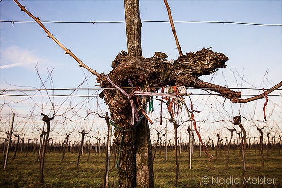 Weinberg Wagram_by_Nadja Meister_IMG_9638