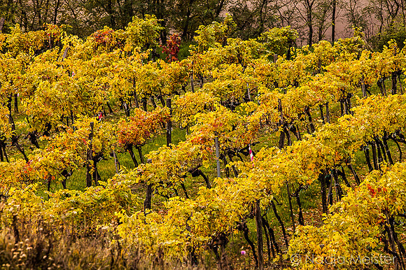 Landpartie WAGRAM_Blattgold&Blattrot_(c)_Nadja Meister_IMG_6560