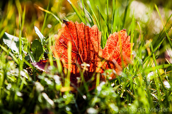 Landpartie WAGRAM_Blattgold&Blattrot_(c)_Nadja Meister_IMG_7206