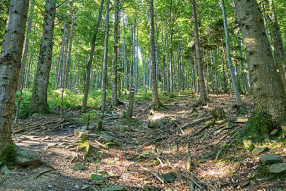 Wanderung Schöpfl_(c)_Nadja Meister_IMG_9307
