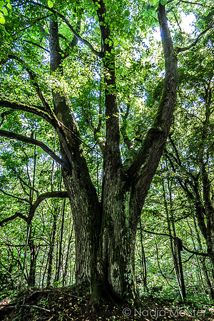 Schwarzenbergscher Schwemmkanal_by_Nadja Meister_IMG_8344