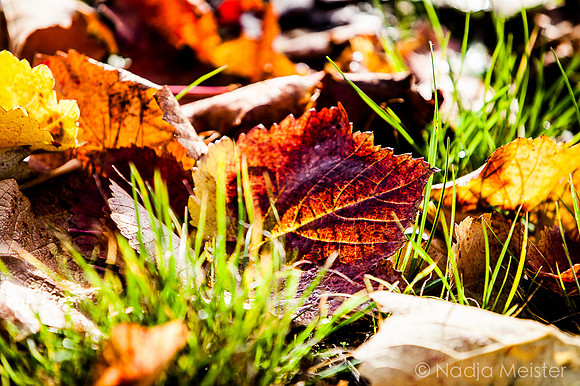 Landpartie WAGRAM_Blattgold&Blattrot_(c)_Nadja Meister_IMG_7200
