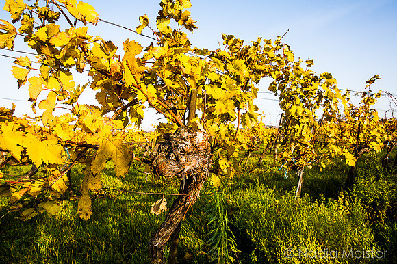 Landpartie WAGRAM_Blattgold&Blattrot_(c)_Nadja Meister_IMG_7003