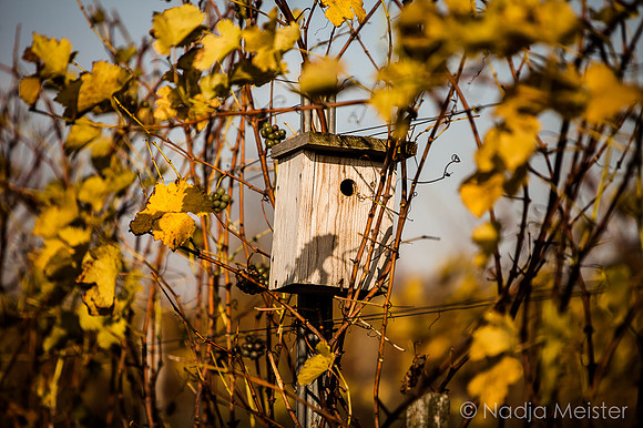 Landpartie WAGRAM_Blattgold&Blattrot_(c)_Nadja Meister_IMG_7140