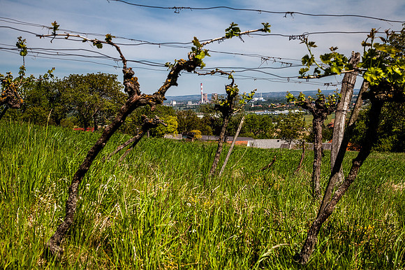 Spital_Blick ins Tullnerfeld_(c)_Nadja Meister_IMG_6870