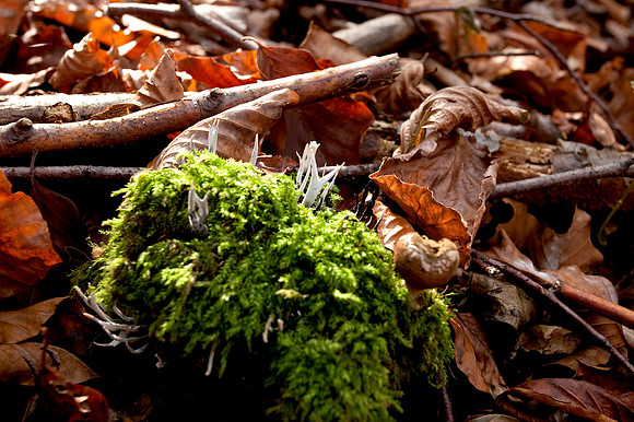 Wienerwald_by Nadja Meister_MG_0264