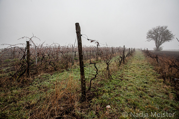 Staatsgrenze_by_Nadja Meister_IMG_9824