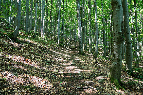 Wanderung Schöpfl_(c)_Nadja Meister_IMG_9371