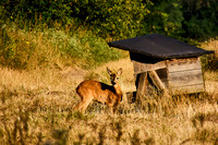 Weinkendorfer Remise_(c)_Nadja Meister_IMG_0192