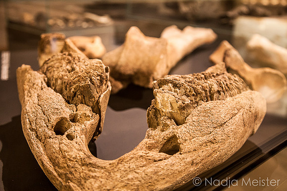 Horn_by_Nadja Meister_IMG_0048