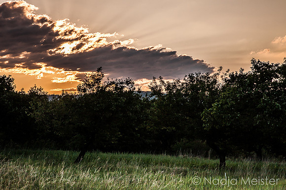 Hustopece_by_Nadja Meister_IMG_9846