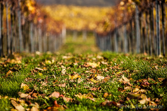 Landpartie WAGRAM_Blattgold&Blattrot_(c)_Nadja Meister_IMG_7136