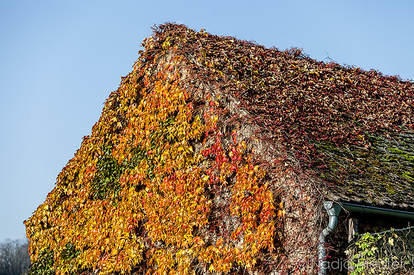Landpartie WAGRAM_Blattgold&Blattrot_(c)_Nadja Meister_IMG_7119