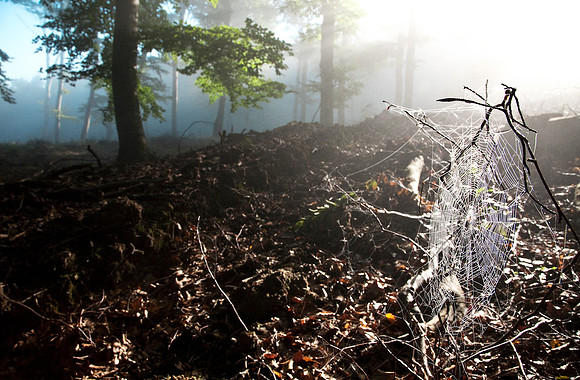Wienerwald_by Nadja Meister_MG_0316
