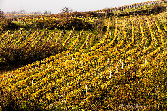 Landpartie WAGRAM_Blattgold&Blattrot_(c)_Nadja Meister_IMG_7179