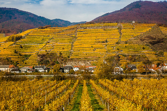 Wachau_Spitz_(c)_Nadja Meister_IMG_9935