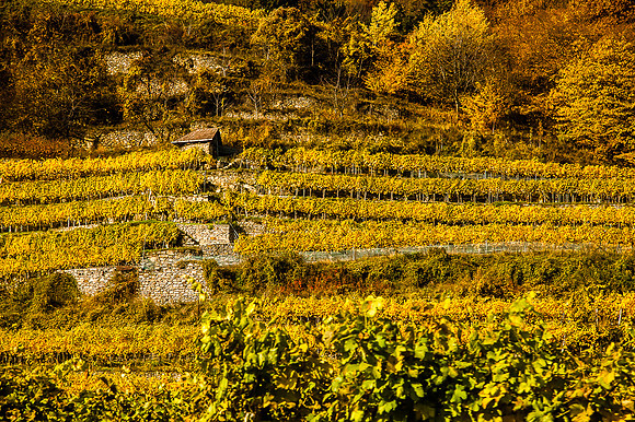 Wachau_Spitz_(c)_Nadja Meister_IMG_9921