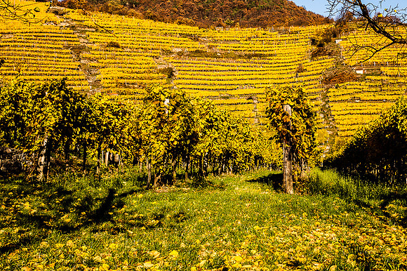 Wachau_Spitz_(c)_Nadja Meister_IMG_0118