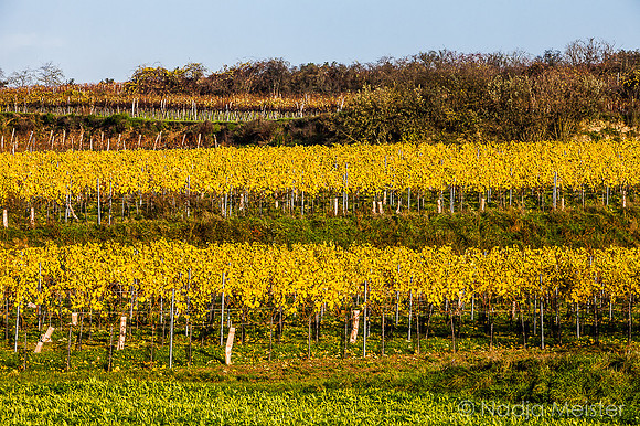 Landpartie WAGRAM_Blattgold&Blattrot_(c)_Nadja Meister_IMG_7023
