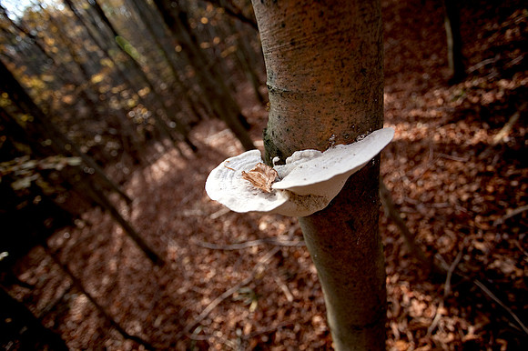 Wienerwald_by Nadja Meister_MG_0259