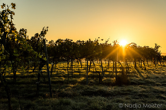 Landpartie WAGRAM & Weitblick_(c)_Nadja Meister_DSC01579